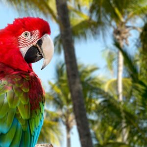 Eilandhoppen op de paradijselijke Caraïben