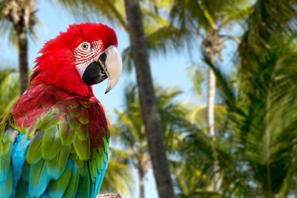 Eilandhoppen op de paradijselijke Caraïben
