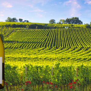 Domaine de Congy Pouilly-Fumé