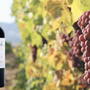 Ardal Tradicion DO Ribera del Duero Roble 21