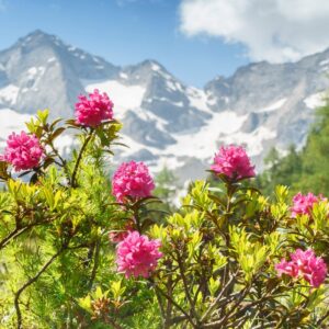 Luxueus genieten en fietsen in het Zillertal