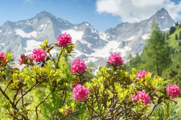 Luxueus genieten en fietsen in het Zillertal